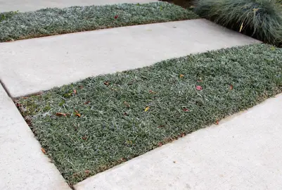 Dymondia margaretae growing as a low ground cover between pavers.