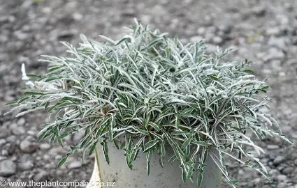 Dymondia margaretae (Silver Carpet) plant for sale at The Plant Company nursery.