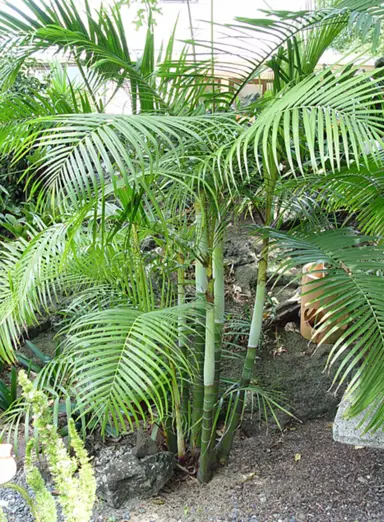 Dypsis baronii (Sugar Cane Palm) with lush, green foliage.