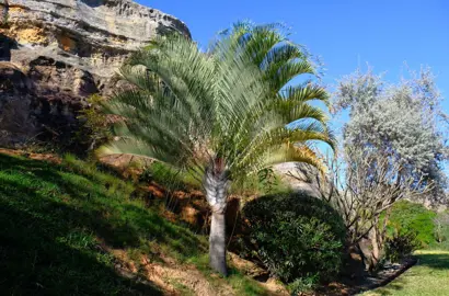 A large Dypsis decaryi palm in a Meditteranean themed garden.