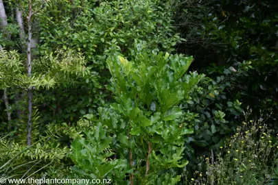Dysoxylum spectabile with lush green foliage.