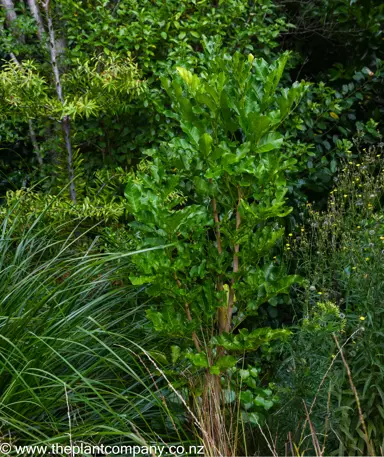 Dysoxylum spectabile tree.