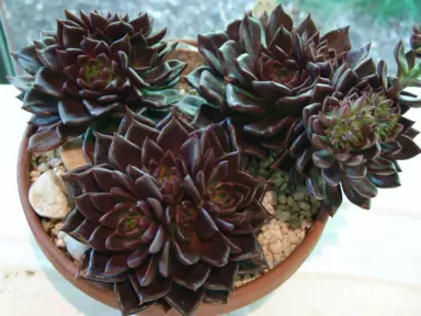 echeveria-dark-prince-