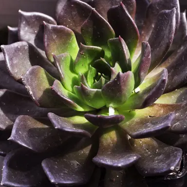 echeveria-dark-prince-1