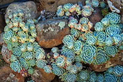 echeveria-elegans--1