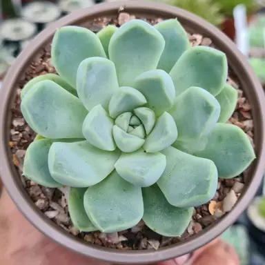 echeveria-elegans-