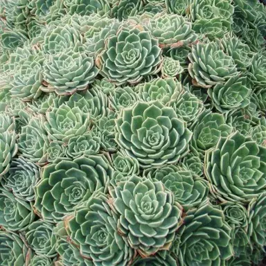 echeveria-secunda-1