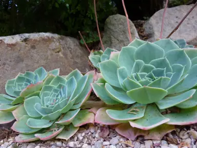 echeveria-secunda-3