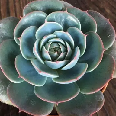 echeveria-secunda-4