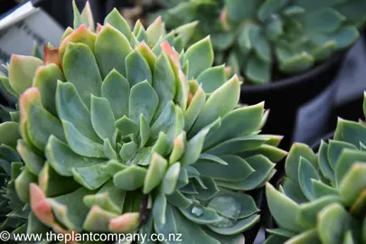 echeveria-secunda-5