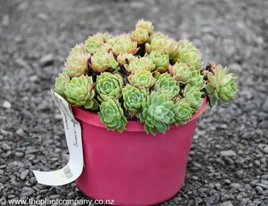 Echeveria secunda plant for sale at The Plant Company nursery.
