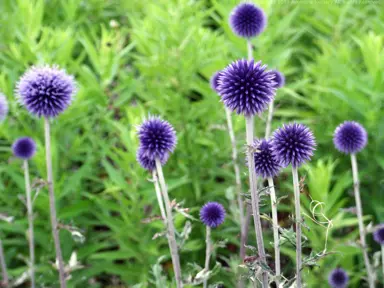Echinops 'Ritro Veitchs' Blue' plants with stunning blue flowers.