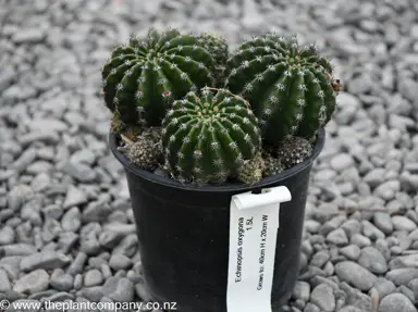 Echinopsis oxygona plant for sale at The Plant Company nursery.