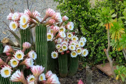 Echinopsis spachiana cactus with masses of white and pink flowers.