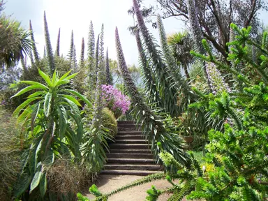 Echium pininana (Giant Tree Echium) plants in a garden with large blue flower spikes.