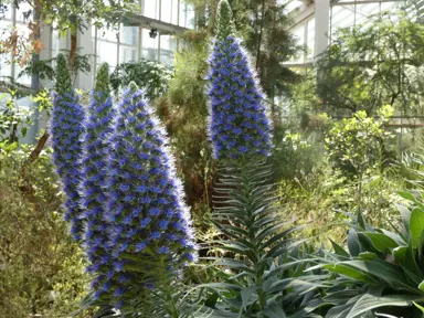 Echium pininana (Giant Tree Echium) exquistie blue flowers.