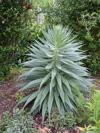 Echium pininana (Giant Tree Echium) plant in a garden.