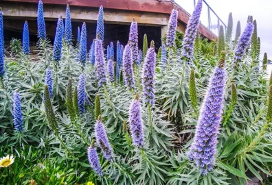 echium-pride-of-madeira-4