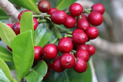 Elingamita johnsonii red berries and green foliage.