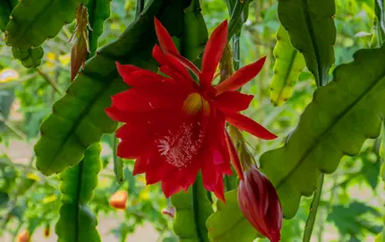 Epiphyllum ackermannii stunning red flower amidst lush, green foliage.