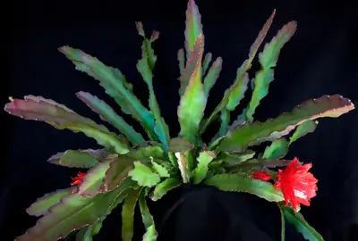 Epiphyllum ackermannii plant with a red flower.