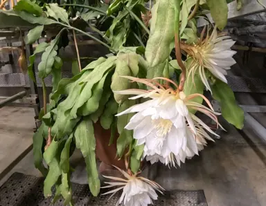 Epiphyllum oxypetalum (Queen of the Night Flower) white succulent, green foliage.