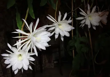 Epiphyllum oxypetalum (Queen of the Night Flower) white flowers hanging from stems.
