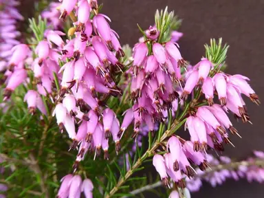 Erica 'Misty Maid' clusters of pink flowers with green foliage.