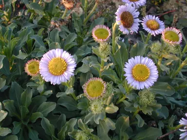 Erigeron glaucus (Seaside Daisy) plant with pink flowers and green foliage.
