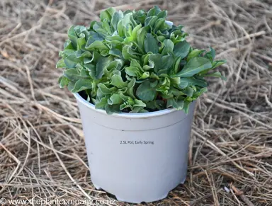 Erigeron 'Sea Breeze' plant for sale at The Plant Company nursery in spring.