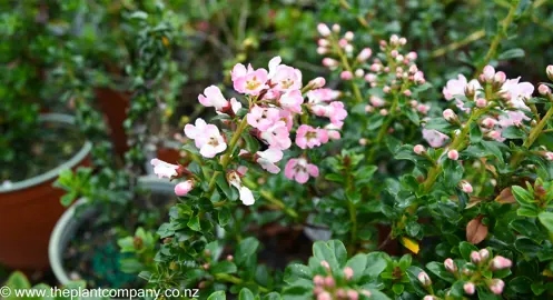 escallonia-apple-blossom--1