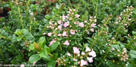 escallonia-apple-blossom--2