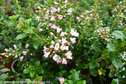 escallonia-apple-blossom--3