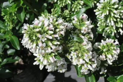 Escallonia 'Fielders White' shrub with masses of white flowers and lush green foliage.