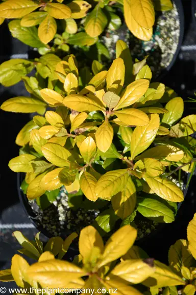 Yellow foliage on Escallonia Gold Brian.