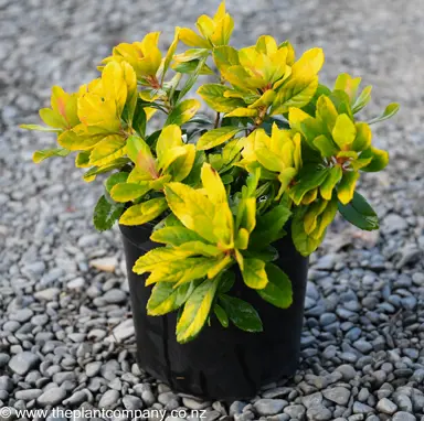 Escallonia 'Gold Brian' plant for sale at The Plant Company nursery.