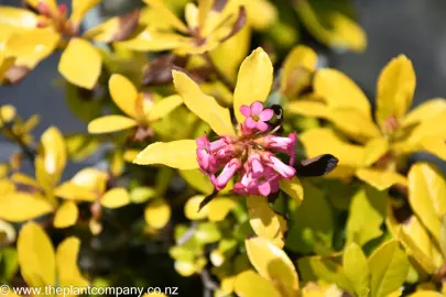 Pink flowers on Escallonia Gold Brian along with yellow leaves.