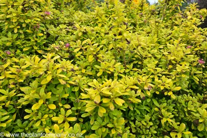 Large plants of Escallonia Gold Brian with lush, yellow foliage.