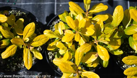 Yellow foliage on Escallonia Gold Brian growing in a pot.