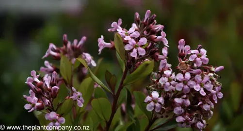 escallonia-pink-pyramid--2