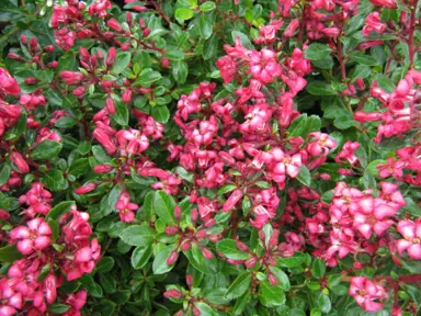 Escallonia 'Red Dream' red flowers and lush green foliage.