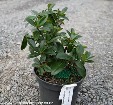 Escallonia 'Red Knight' plant in winter for sale at The Plant Company nursery.