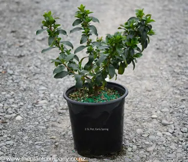 Escallonia 'Snowbud' plants for sale in early spring at The Plant Company nursery.