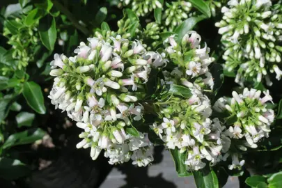 escallonia-white-profusion-