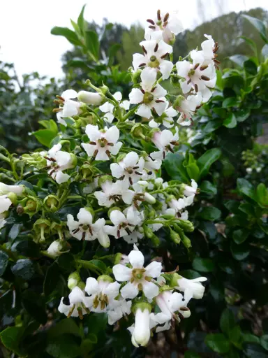 escallonia-white-profusion-1