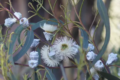 eucalyptus-globulus--1