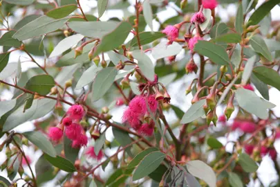 eucalyptus-leucoxylon-rosea--2