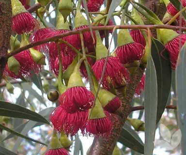 eucalyptus-leucoxylon-rosea-