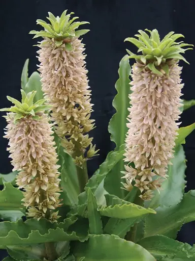 Eucomis 'Topaz' plant with cream coloured flowers.