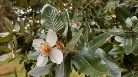 eucryphia-cordifolia--1